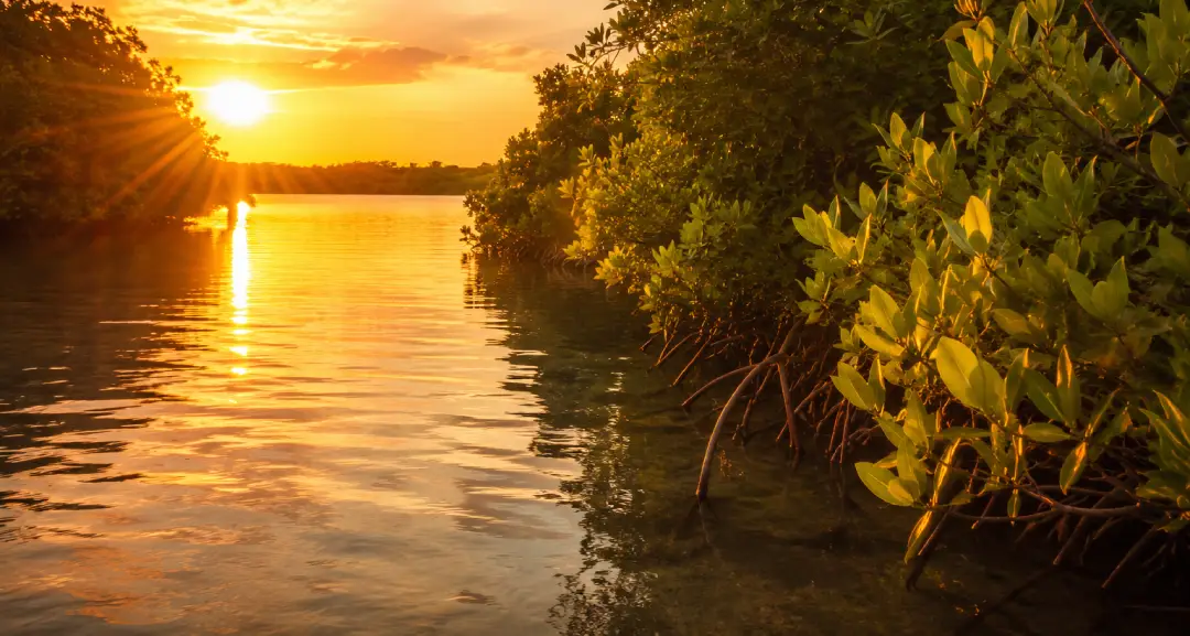 Golden sunrise through the Nichupté Lagoon mangroves